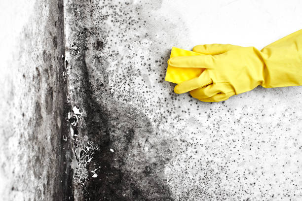 Best Attic Mold Remediation in Broussard, LA