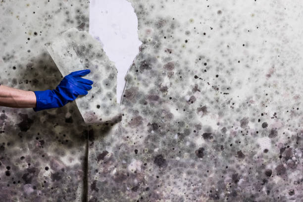 Best Black Mold Remediation in Broussard, LA