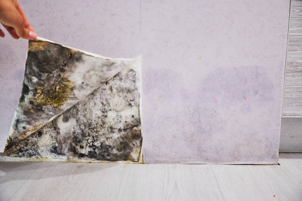 Best Insurance-Related Mold Remediation in Broussard, LA